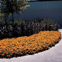 Bonanza™ Bolero French Marigold