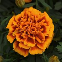 Bonanza™ Flame French Marigold