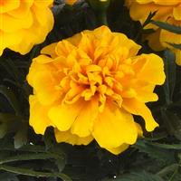 Bonanza™ Gold French Marigold