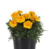 Bonanza™ Gold French Marigold