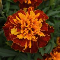 Bonanza™ Harmony French Marigold