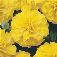 Bonanza™ Yellow French Marigold