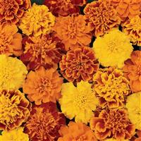 Bonanza™ Mixture French Marigold