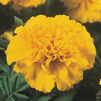 Janie Bright Yellow French Marigold