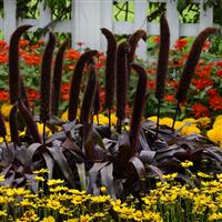 Copper Prince Ornamental Millet