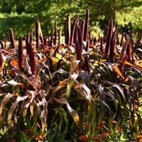 Copper Prince Ornamental Millet