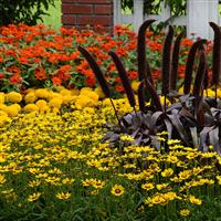 Copper Prince Ornamental Millet