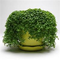 Mini Mint Ornamental Mint