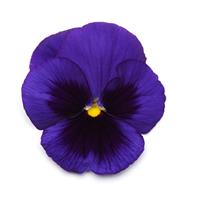 Matrix<sup>®</sup> Blue Blotch Pansy