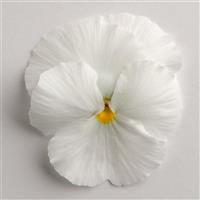 Matrix<sup>®</sup> White Pansy