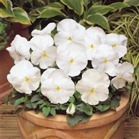 Matrix<sup>®</sup> White Pansy