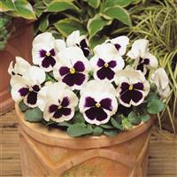 Matrix<sup>®</sup> White Blotch Pansy