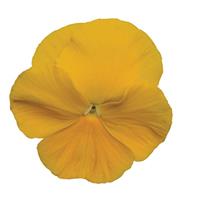 Matrix<sup>®</sup> Yellow Pansy