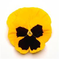 Matrix<sup>®</sup> Yellow Blotch Pansy