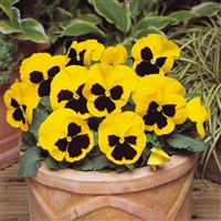 Matrix<sup>®</sup> Yellow Blotch Pansy