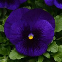 Matrix<sup>®</sup> Deep Blue Blotch Pansy