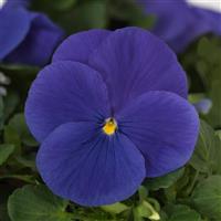 Matrix<sup>®</sup> True Blue Pansy