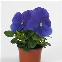 Matrix<sup>®</sup> True Blue Pansy