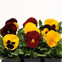 Matrix<sup>®</sup> Autumn Blaze Mixture Pansy