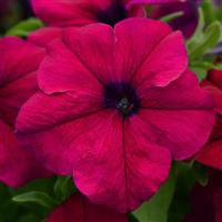 Dreams™ Burgundy Petunia