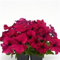 Dreams™ Burgundy Petunia