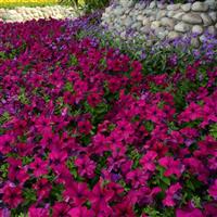 Dreams™ Burgundy Petunia