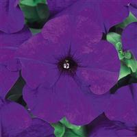 Dreams™ Midnight Petunia