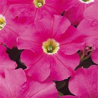 Dreams™ Pink Petunia