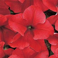 Dreams™ Red Petunia