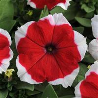 Dreams™ Red Picotee Petunia