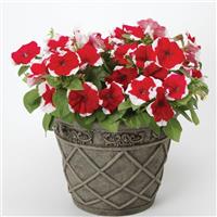 Dreams™ Red Picotee Petunia