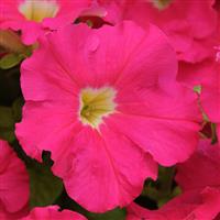 Dreams™ Rose Petunia