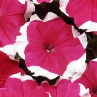 Dreams™ Rose Picotee Petunia