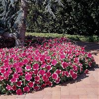 Dreams™ Rose Picotee Petunia