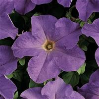 Dreams™ Sky Blue Petunia