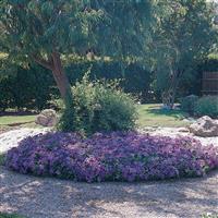 Dreams™ Sky Blue Petunia