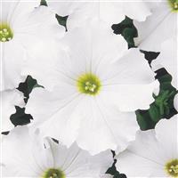 Dreams™ White Petunia