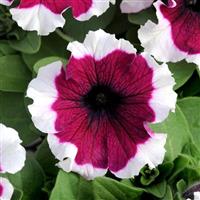 Dreams™ Burgundy Picotee Petunia