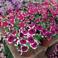 Dreams™ Burgundy Picotee Petunia