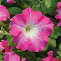 Dreams™ Rose Morn Petunia