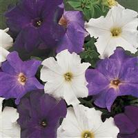 Dreams™ Waterfall Mixture Petunia