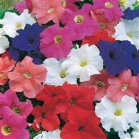 Dreams™ Mixture Petunia