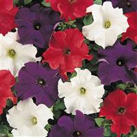 Dreams™ Patriot Mixture Petunia