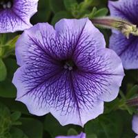 Madness<sup>®</sup> Blue Vein Petunia