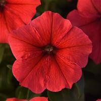 Madness<sup>®</sup> Red Petunia