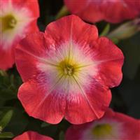 Madness<sup>®</sup> Red Morn Petunia