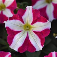 Madness<sup>®</sup> Rose Star Petunia