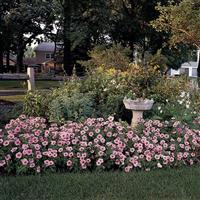 Madness<sup>®</sup> Spring Petunia