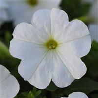 Madness<sup>®</sup> White Petunia