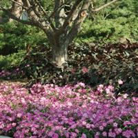 Madness<sup>®</sup> Rose Morn Petunia